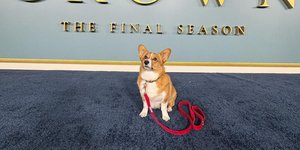 Το απίθανο corgi Ziggy στην πρεμιέρα του The Crown