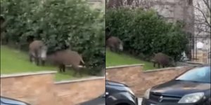 Αγριογούρουνα στην Καλαμαρια