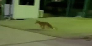 Αλεπού έκανε βόλτες στο προαύλιο του ραδιομεγάρου της ΕΡΤ