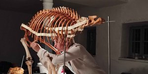 Ανασύνθεσαν τον σκελετό αρκούδας που είχε πεθάνει από δηλητηριασμένο δόλωμα