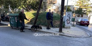 σκυλος μυριζει πεζοδρομιο