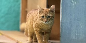 Cat Cafe Athens