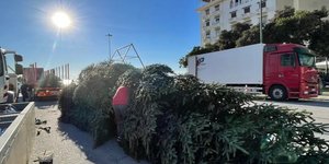 To δέντρο που θα στολίσει την πλατεία