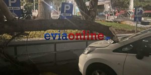 Έπεσαν δέντρα στη Χαλκίδα