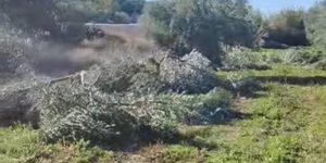Παραγωγός στη Λακωνία πήγε στο χωράφι του και βρήκε κομμένες τις ελιές από τη ρίζα