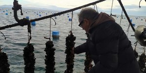 Οι καλλιεργητές μυδιών στην Πιερία