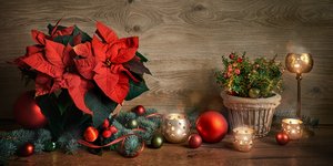 Πώς να διακοσμήσετε το σπίτι με αλεξανδρινό