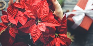 Γιατί το αλεξανδρινό χρειάζεται προσοχή