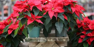 Πώς το φυτό των Χριστουγέννων έχει συνδεθεί με την τριχόπτωση