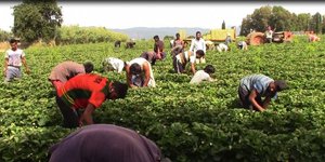 Αλλοδαποί σε αγροτικές εργασίες