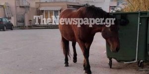 Αλογο περιφέρεται στις Αλυκές Βόλου