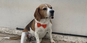 Η Μιλού, το θηλυκό beagle 