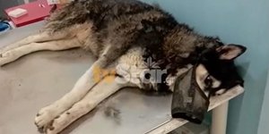 Χάσκι σε κρεβάτι γιατρού