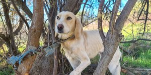 Tο άτυχο σκυλάκι