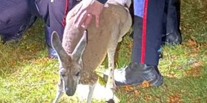 Αστυνομικοί κρατούν καγκουρό