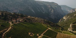 Η αναγέννηση του Αμπελώνα του Μεγάλου Σπηλαίου