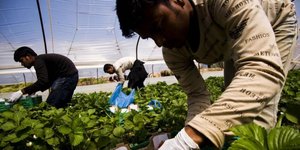 Μετανάστες εργάζονται σε χωράφια