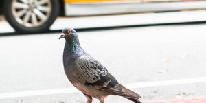 Οδηγός περιστέρι