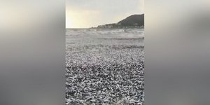 Ιαπωνία: Χιλιάδες νεκρές σαρδέλες ξεβράστηκαν σε ακτή της πόλης Χακοντάτε -Τι πιστεύουν οι ειδικοί