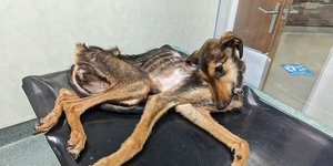 Μια από τις χειρότερες περιπτώσεις παραμέλησης σκύλου