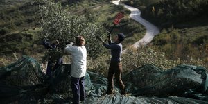 Συγκομιδή ελιάς στην Ελλάδα 