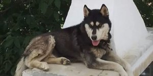 Το χάσκι με το όνομα Όλιβερ που κακοποιήθηκε στην Αράχωβα
