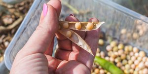 51χρονη γιαγιά εξηγεί πώς έχτισε αυτοκρατορία 137 εκατομμυρίων ευρώ από ένα λαχανικό