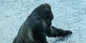 O απίθανος Γορίλας που φτιάχνει χιονόμπαλες