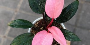 Αυτά είναι τα 5 καλύτερα φυτά εσωτερικού χώρου για το 2024