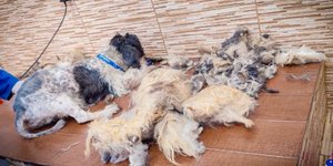 Η ιστορία της Μάχης της σκυλίτσας