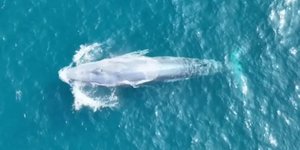 H ολόλευκη φάλαινα Omura 