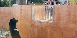 Η αρκούδα που στέκεται στα δύο της πόδια σε ζωολογικό κήπο της Ταϊβάν