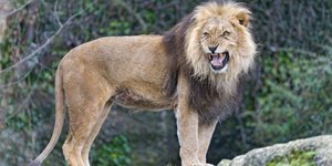 Αρσενικό λιοντάρι 