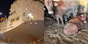 Κύμα δυσοσμίας στο Κέιπ Τάουν έφερε πλοίο μεταφοράς βοοειδών που άραξε στο λιμάνι 