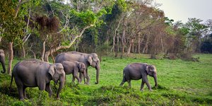 Ελέφαντες στην Ινδία