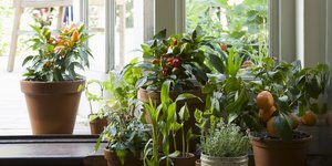 Τα πέντε φυτά εσωτερικού χώρου που θα ομορφύνουν το σπίτι και δεν χρειάζονται ιδιαίτερη φροντίδα