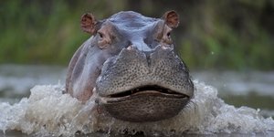 Ιπποπόταμος στη λεκάνη του ποταμού Μαγκνταλένα στην Κολομβία