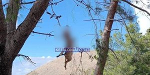 Κεφαλονιά, αλεπού