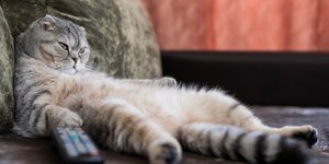 Τα 3 ζώδια που είναι οι μεγαλύτεροι τεμπέληδες