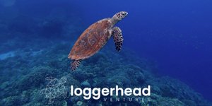 Loggerhead