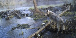 Λύκος στη Ζώνη Αποκλεισμού του Τσέρνομπιλ