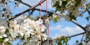 μαρτάκι σε αμυγδαλιά