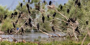 πουλια κλαδια λιμνη κερκινη 