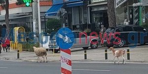 Πρόβατο