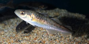 Ψάρι που κολυμπάει