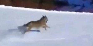 Ο πανικόβλητος λύκος προσπαθεί να ξεφύγει από τον σκιέρ 