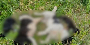Σκότωσαν με δηλητήριο πέντε σκυλιά στο Βόλο