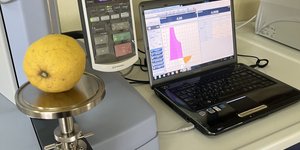 Ερευνητές σκιαγραφούν το DNA των εσπεριδοειδών για να διασώσουν και να δημιουργήσουν ποικιλίες