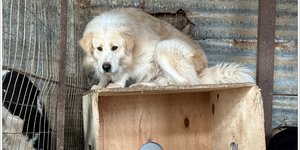 Συνελήφθη 62χρονη που είχε εντός και εκτός οικίας 66 σκυλιά