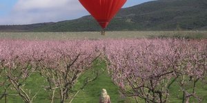 Aερόστατο σε σχήμα καρδιάς πάνω από τις ανθισμένες ροδακινιές της Βέροιας